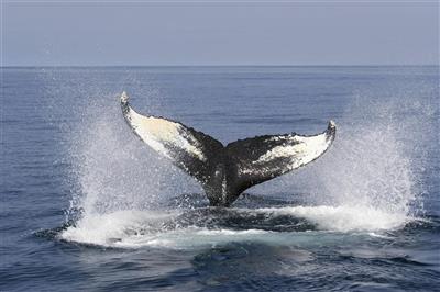 Humpback Whale, Nova Scotia