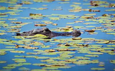 Alligator in de Everglades