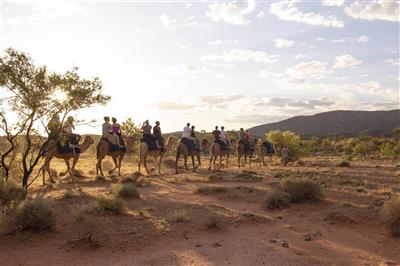 Australie, Northern Territory, kamelen
