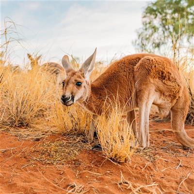 Australie, Northern Territory, Kangoeroe