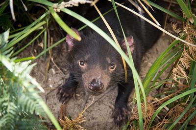 Australie, Tasmanie, Tasmaanse duivel