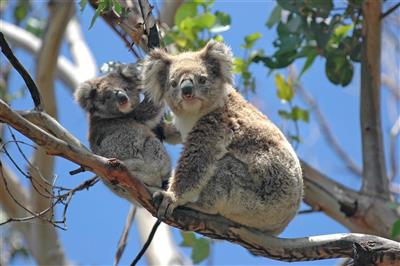Australie, Victoria, Koala's langs de Great Ocean Road
