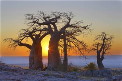 Baobab-bomen op Kubu Island, Makgadikgadi Pans N.P., Botswana