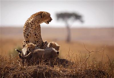 Cheeta met jongen