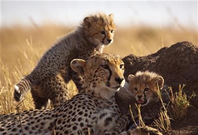 Cheeta met jongen, Tanzania-Kenia