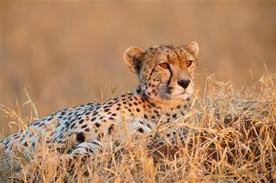 Cheeta, Tanzania
