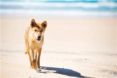 Dingo, Fraser Island, Australië (Bron: Tourism and Events Queensland)