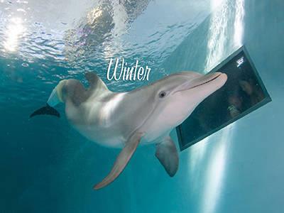 Dolfijn Winter in Clearwater Marine Aquarium