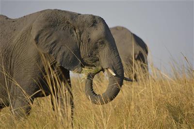 Elephant, Chobe, Botswana