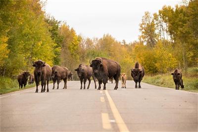 Elk Island National Park, nabij Edmonton