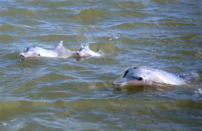 Frederiksdorp, dolfijnen