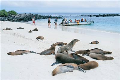 Galapagos - Zeeleeuwen