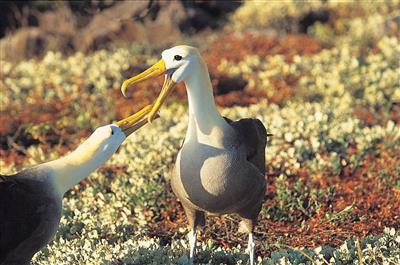 Galapagos albatrossen