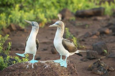 Galapagos, blauwpootgenten