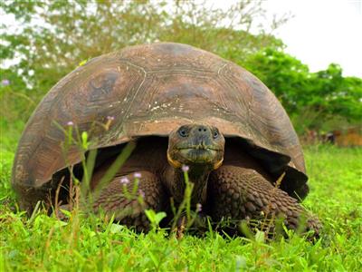 Galapagos, reuzenschildpad