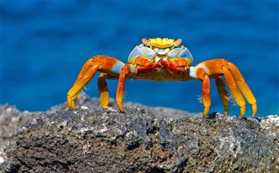 Galápagos, Sally Lightfood crab