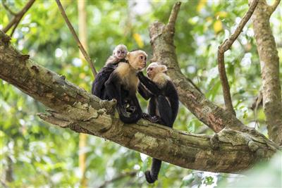 Kapucijner apen