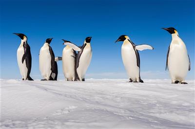 Keizerspinguïns op Antarctica