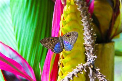 Kleurrijke vlinder
