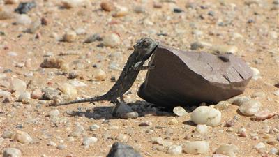 Living Desert Tour, Kameleon, Namibie