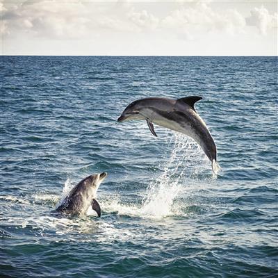 Nieuw-Zeeland, Noordereiland, Bay of Islands, dolfijnen