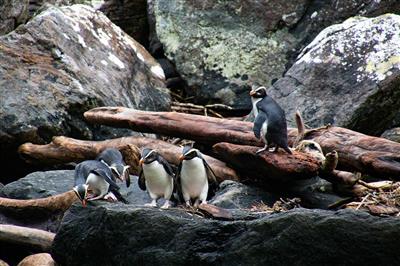 Nieuw-Zeeland, Zuidereiland, Milford Sound, pinguins