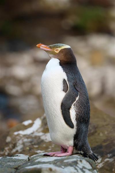 Nieuw-Zeeland, Zuidereiland, Otago Peninsula, Geeloog pinguin