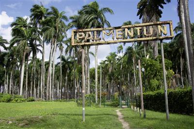 Paramaribo Palmentuin