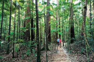 Pile Valley, Fraser Island, Australië (Bron: Tourism and Events Queensland_