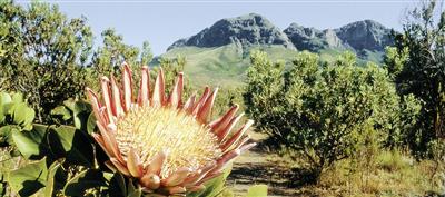 Protea, West-Kaap, Zuid-Afrika