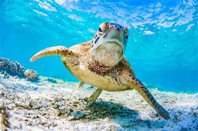 Schildpad in het Great Barrier Reef