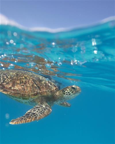 Schildpad, Lady Musgrave Island (Bron: Tourism and Events Queensland)