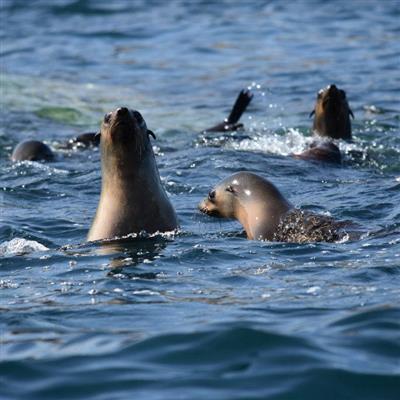 Seals Wilsons Promontory, Australia