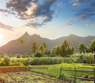 Suikervelden Mauritius (1)
