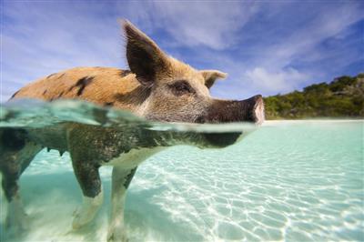Swimmimg Pigs