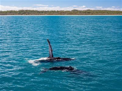 Whale Watching, Fraser Island Australië (Bron: Tourism & Events Queensland)