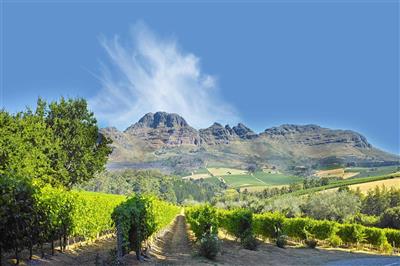 Wijngaarden in Stellenbosch