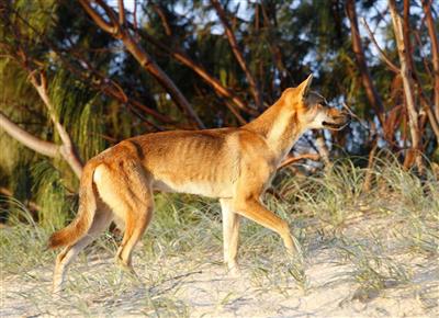 Zeldzame Dingo op Fraser Island